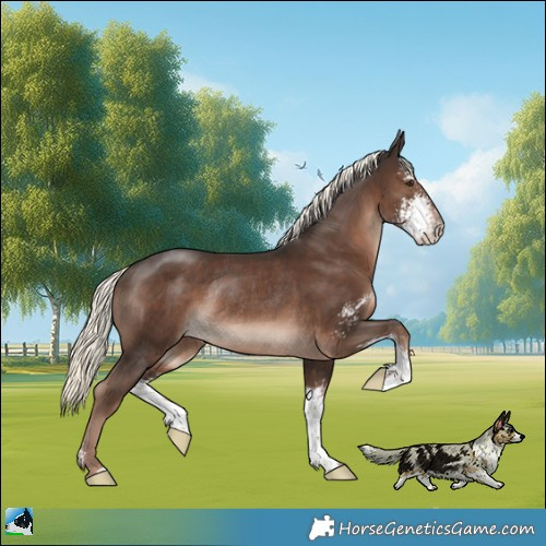 Horse Color:Liver Chestnut Mushroom Sabino Rabicano 