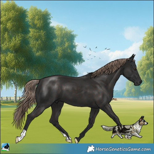 Horse Color:Liver Chestnut 