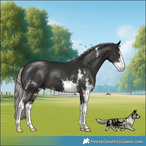 Horse Color:Liver Chestnut Mushroom Sabino 