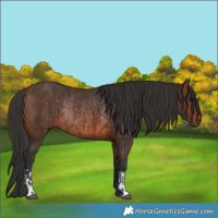 Horse Color:Brown Rabicano and Brown Rabicano