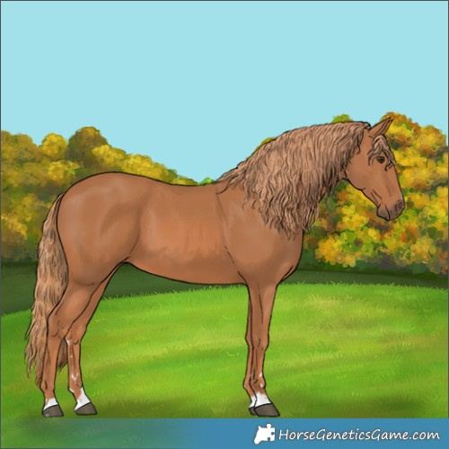Horse Color:Chestnut 