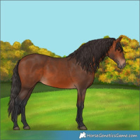 Horse Color:Bay 