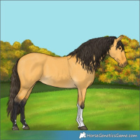 Horse Color:Buckskin Dun Tobiano 