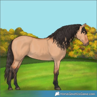 Horse Color:Bay Dun