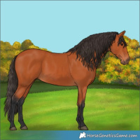 Horse Color:Bay 