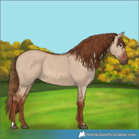 Horse Color:Red Dun 
