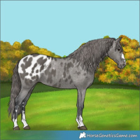 Horse Color:Grullo Appaloosa