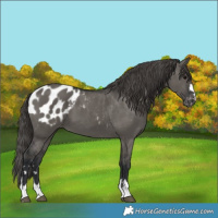 Horse Color:Grullo Appaloosa 