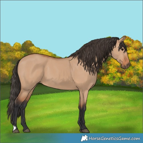 Horse Color:Bay Dun