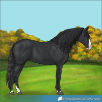 Horse Color:Black Splash