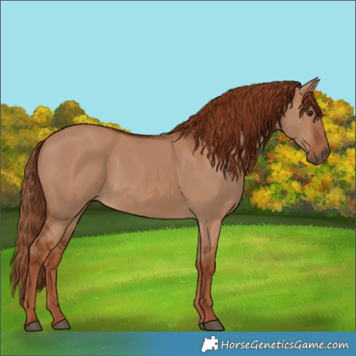 Horse Color:Red Dun 