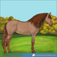 Horse Color:Red Dun 
