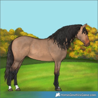 Horse Color:Bay Dun