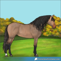 Horse Color:Bay Dun