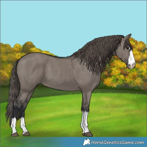 Horse Color:Grullo Appaloosa 