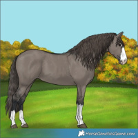 Horse Color:Grullo Appaloosa