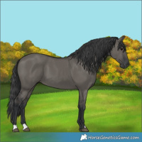 Horse Color:Grullo 