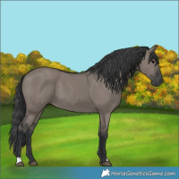 Horse Color:Grullo 