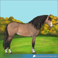 Horse Color:Bay Dun 