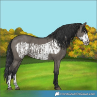Horse Color:Grullo  and Grullo Frame 