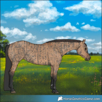 Horse Color:Grullo  and Bay Dun 