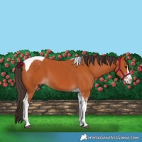 Horse Color:Bay Splash Tobiano