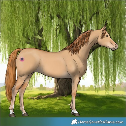 Horse Color:Red Dun 