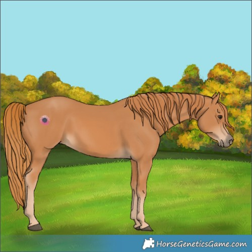Horse Color:Chestnut 