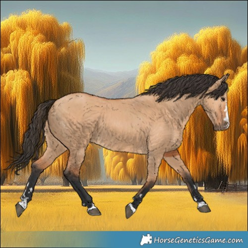 Horse Color:Bay Dun 