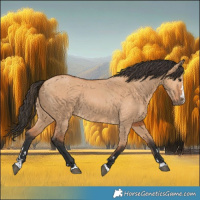 Horse Color:Bay Dun