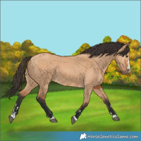 Horse Color:Bay Dun 