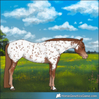 Horse Color:Chestnut Near Leopard 