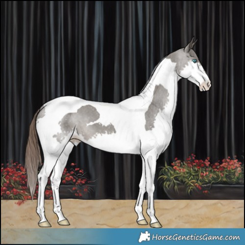 Horse Color:Grullo Splash Tobiano Varnish 