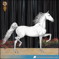 Horse Color:Gray Silver Black Splash Tobiano Varnish Rabicano 
