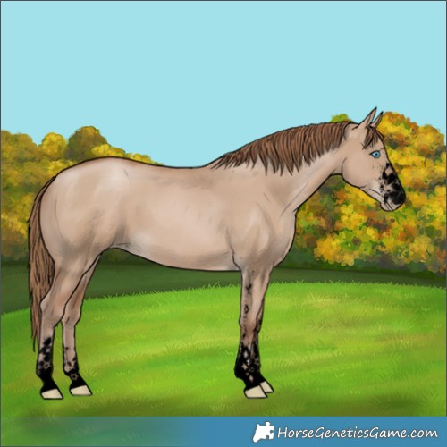 Horse Color:Void Grullo Pearl Sabino 
