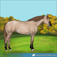 Horse Color:Void Grullo Pearl Sabino 