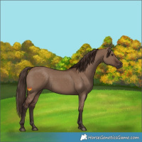 Horse Color:Liver Red Dun