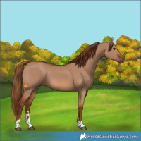 Horse Color:Red Dun