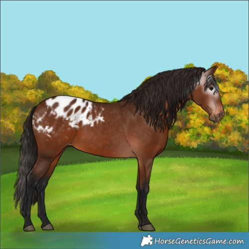 Horse Color:Gray Bay Appaloosa 