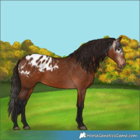 Horse Color:Gray Bay Appaloosa 