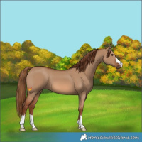 Horse Color:Red Dun 
