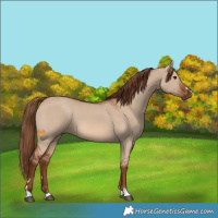 Horse Color:Red Dun 
