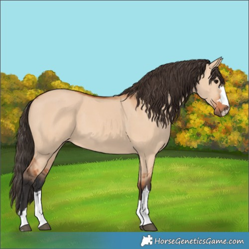 Horse Color:Bay Dun 