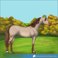 Horse Color:Red Dun 
