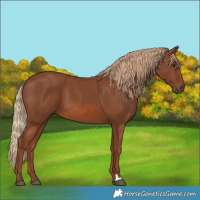 Horse Color:Chestnut 