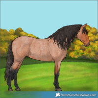Horse Color:Bay Roan 