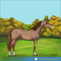 Horse Color:Red Dun 