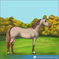 Horse Color:Red Dun 