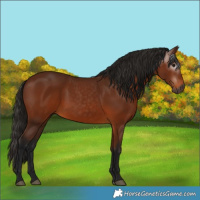 Horse Color:Gray Bay 