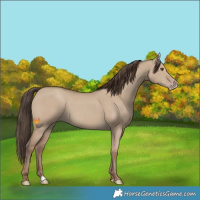 Horse Color:Classic Champagne Dun 